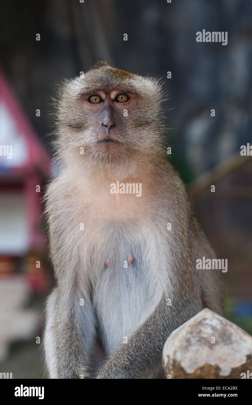 Affen starrte Fotograf bei Tiger Cave Tempel, Krabi, Thailand Stockfoto