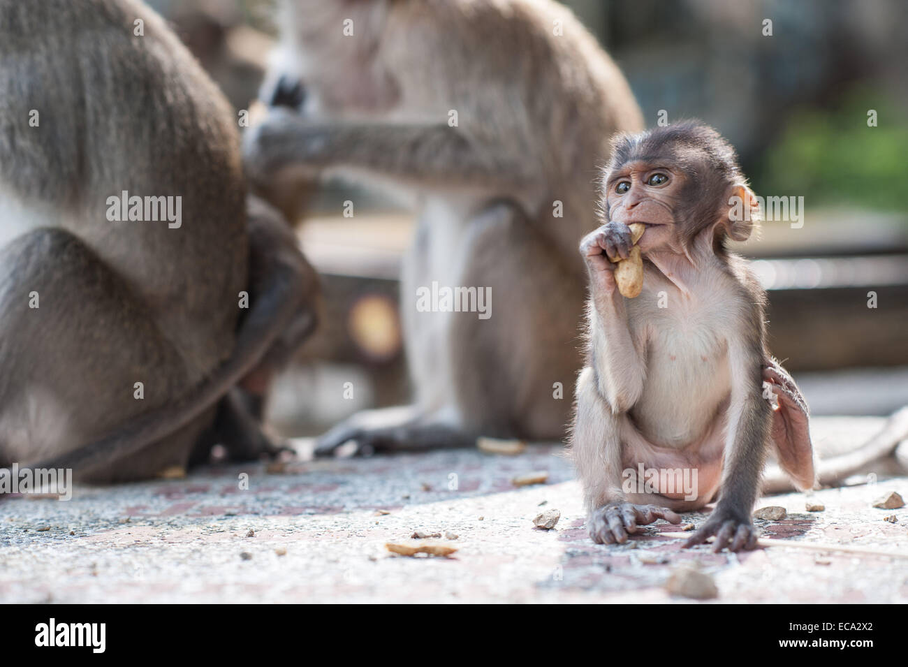 Affenbaby Essen eine Erdnuss in Tiger Cave Tempel, Krabi, Thailand Stockfoto