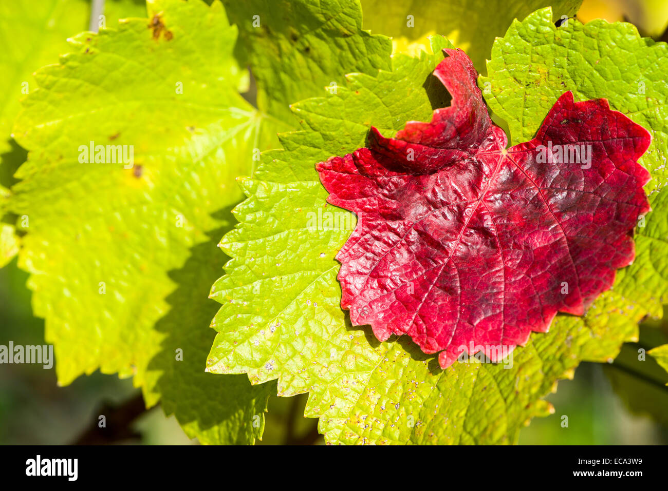Rote und grüne Blätter der Weinrebe, Würzburg, Bayern, Deutschland Stockfoto