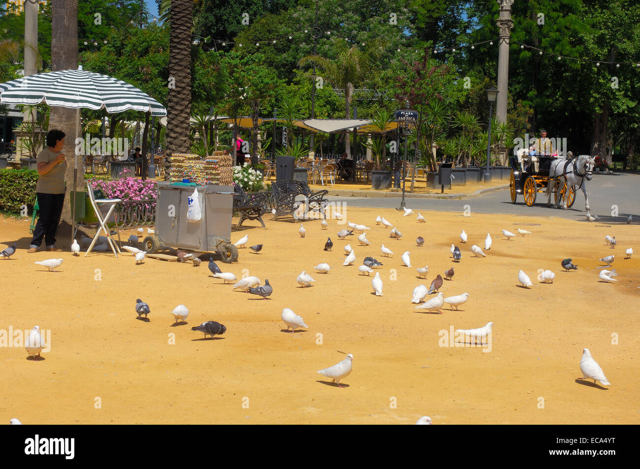 Tauben im Park, Parque de María Luisa, Sevilla, Andalusien, Spanien, Europa Stockfoto