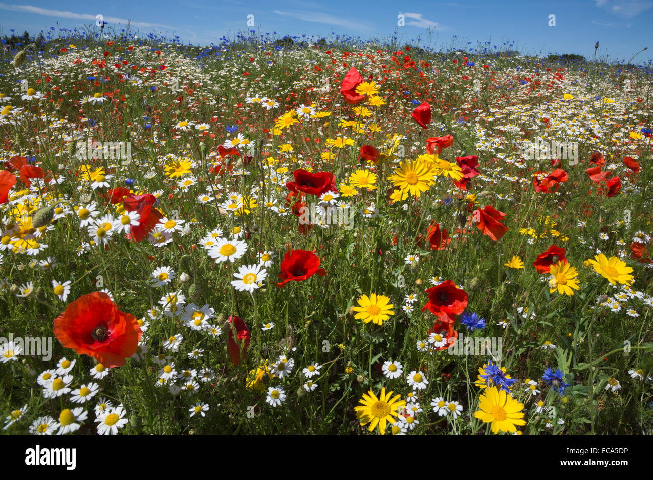 Wildblumen, inc. Mohnblumen (Papaver Rhoeas), Mais Ringelblume (Glebionis Segetum), Kornblumen (Centaurea Cyanus) und Mais Kamille Stockfoto