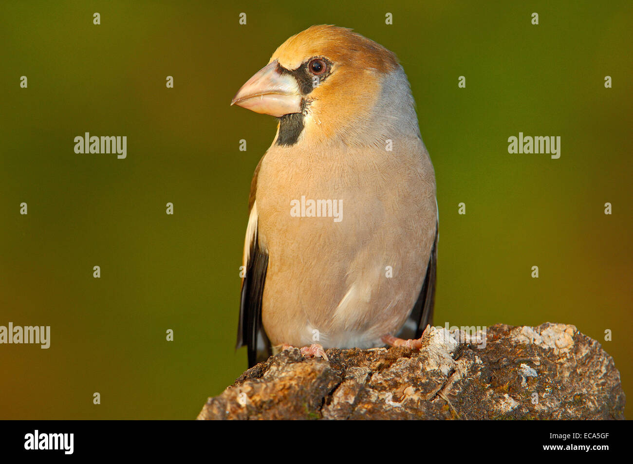 Kernbeißer (Coccothraustes Coccothraustes), Andujar, Jaen Provinz, Andalusien, Spanien, Europa Stockfoto