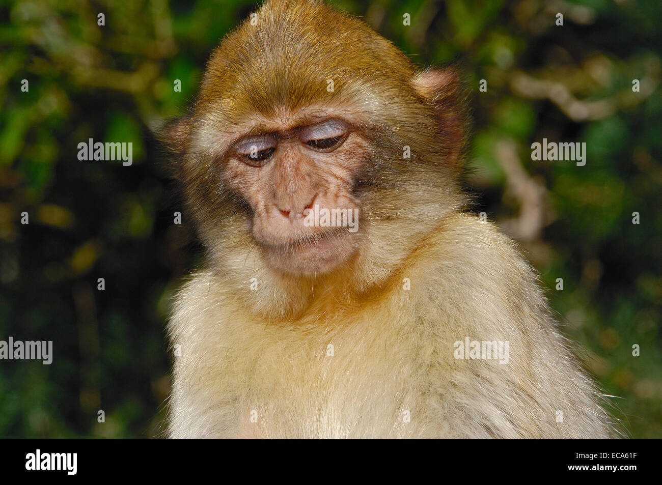 Berberaffe (Macaca Sylvanus), Gibraltar, Europa Stockfoto