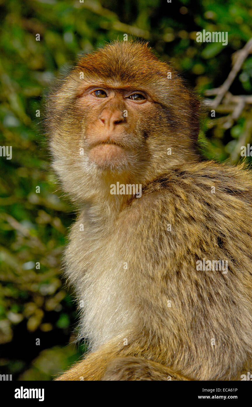 Berberaffe (Macaca Sylvanus), Gibraltar, Europa Stockfoto