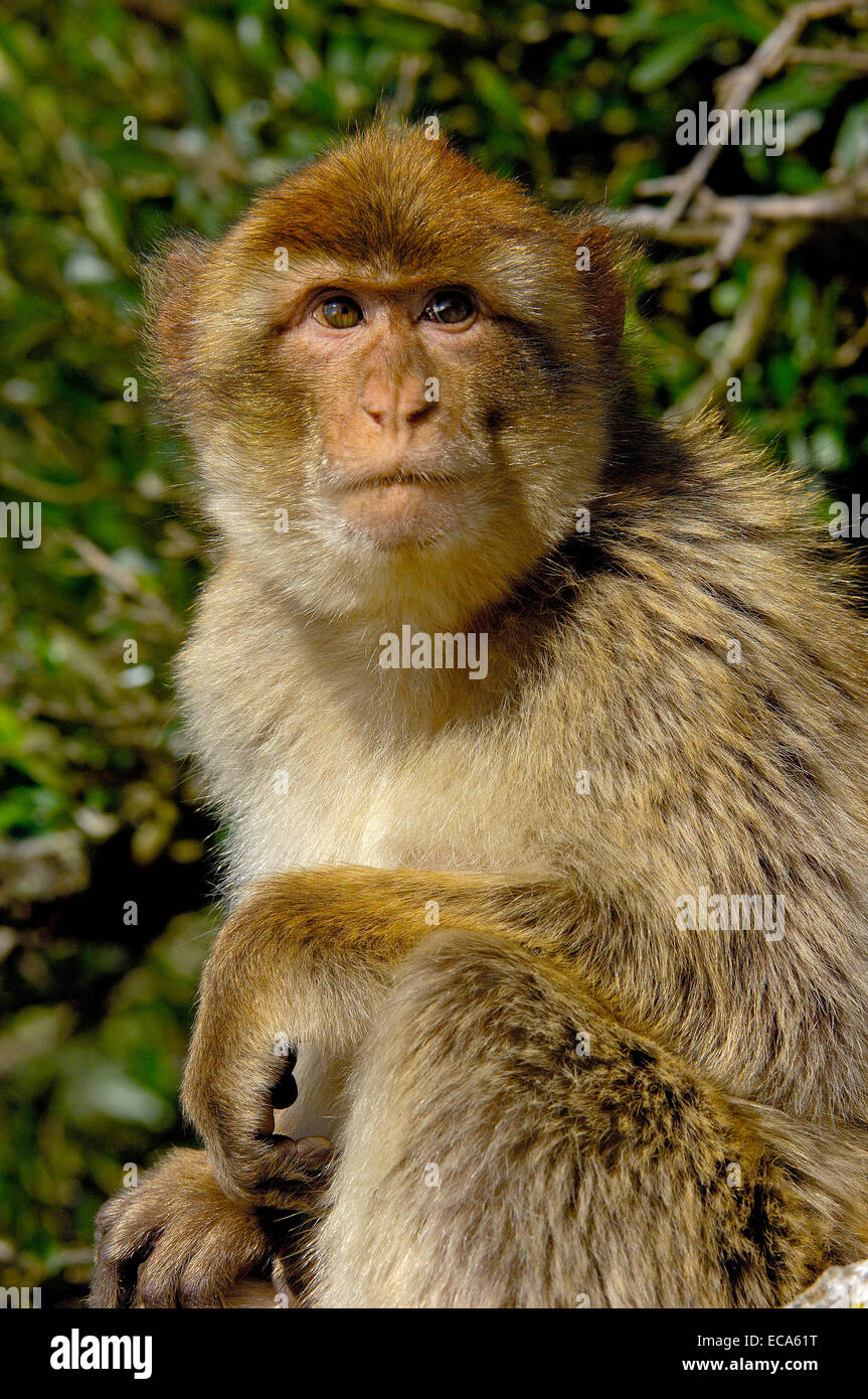 Berberaffe (Macaca Sylvanus), Gibraltar, Europa Stockfoto