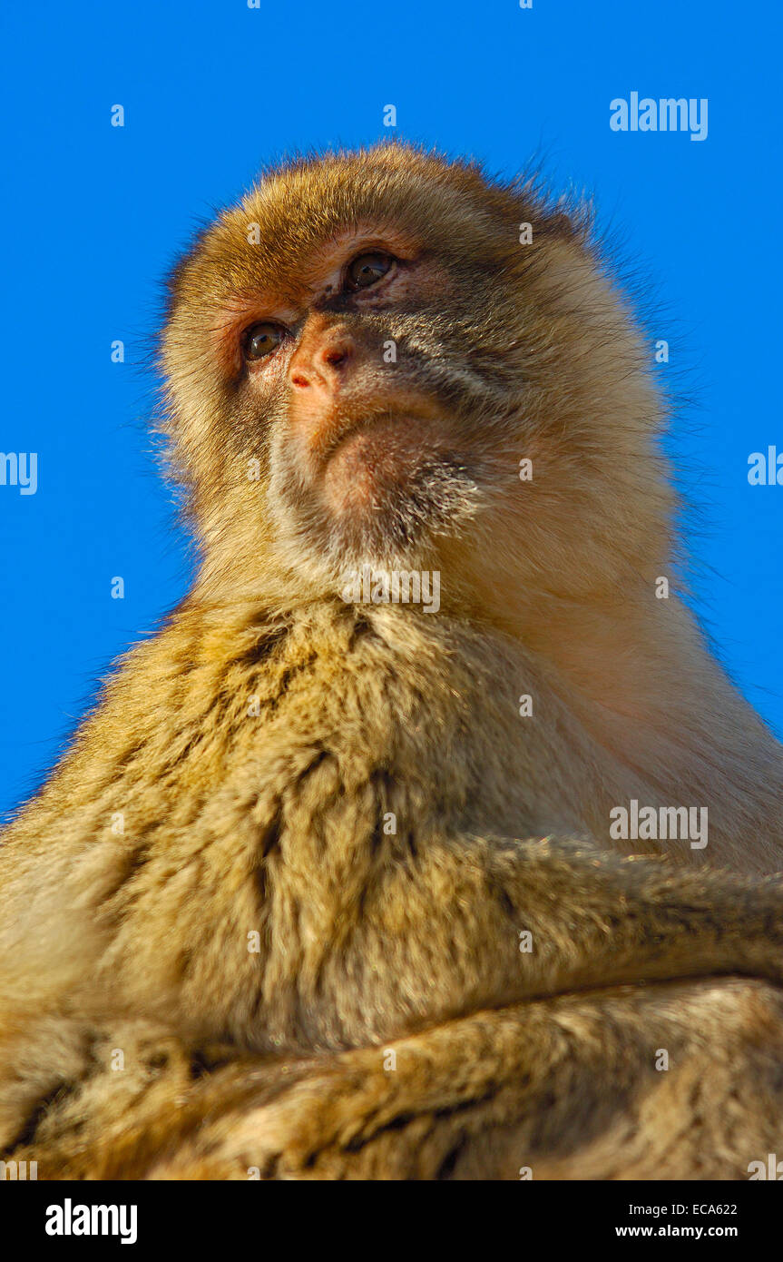 Berberaffe (Macaca Sylvanus), Gibraltar, Europa Stockfoto