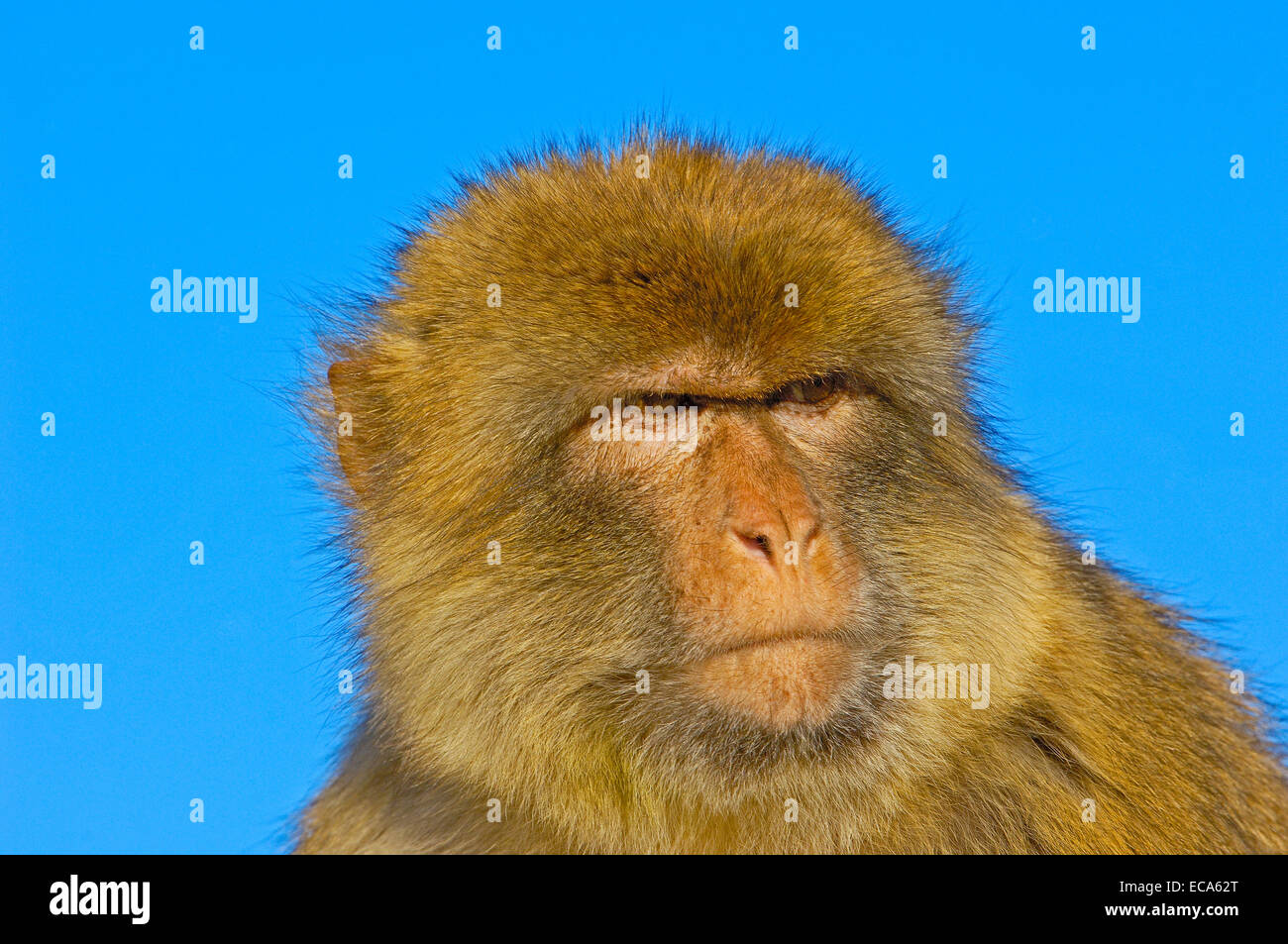 Berberaffe (Macaca Sylvanus), Gibraltar, Europa Stockfoto