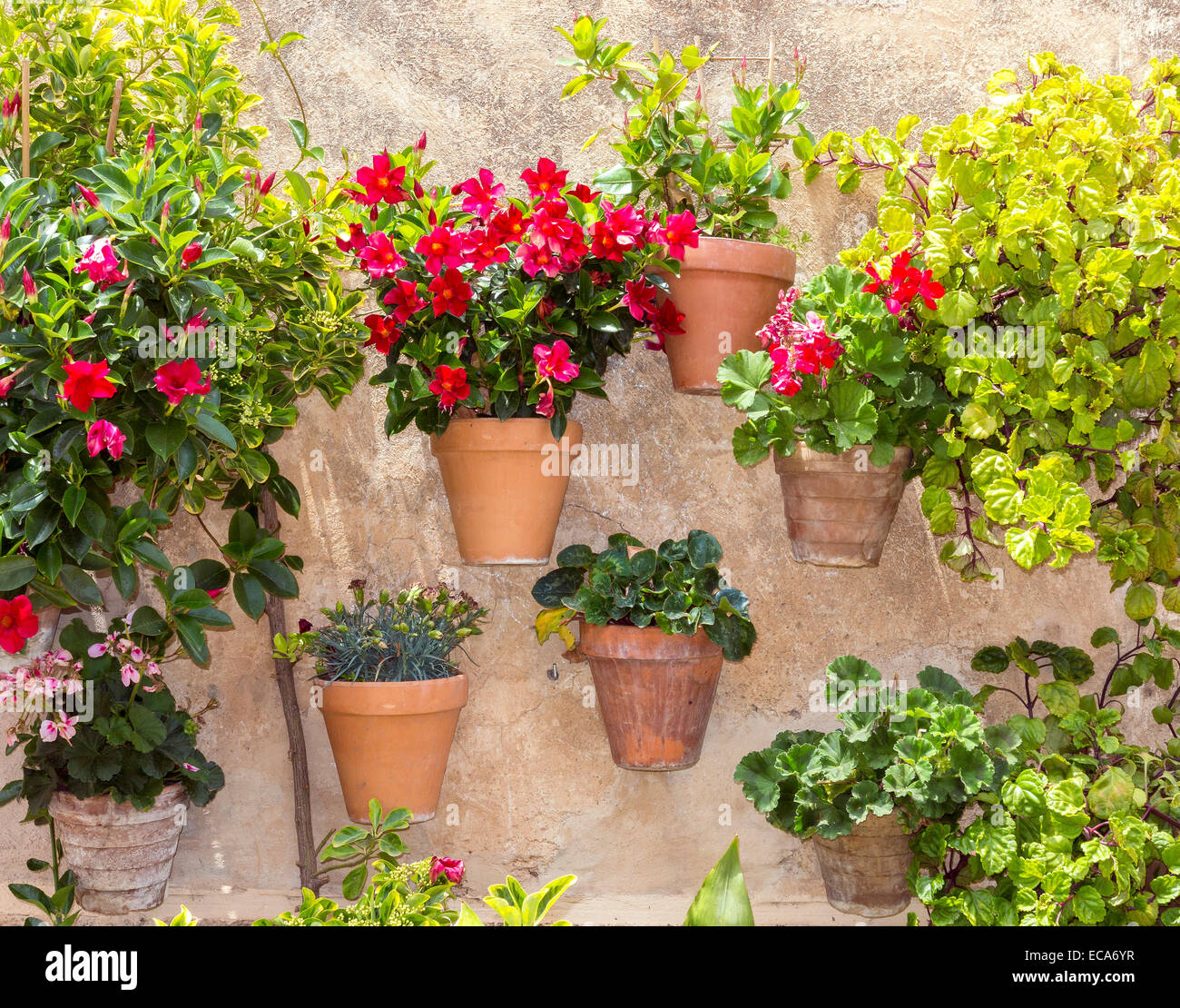 Blumentöpfe an einer Wand, Valldemossa, Mallorca, Balearen, Spanien Stockfoto