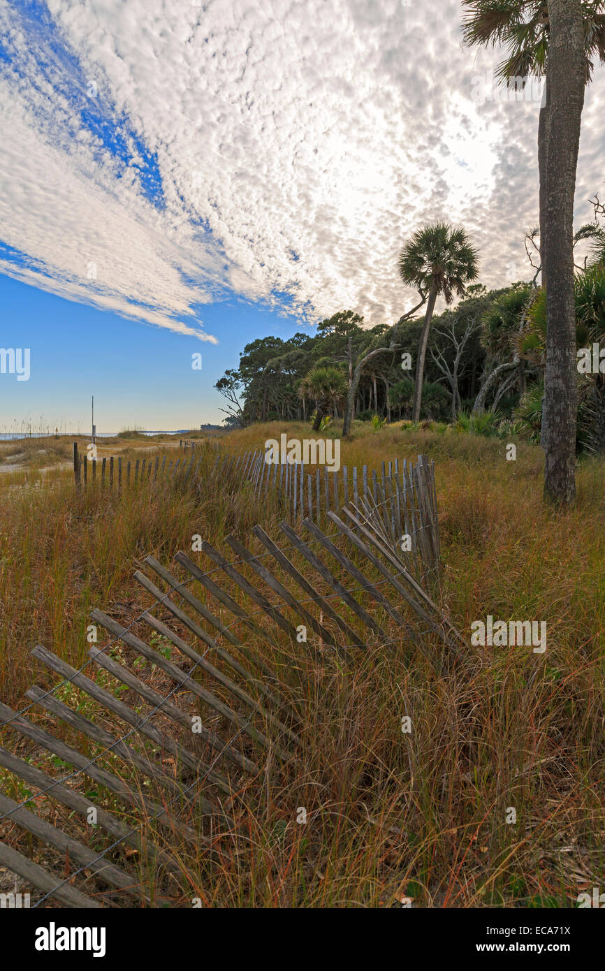 Dünen und Vegetation im Hunting Island State Park. Der Holzzaun ist Grenze Erosion der Dünen zu helfen. Stockfoto