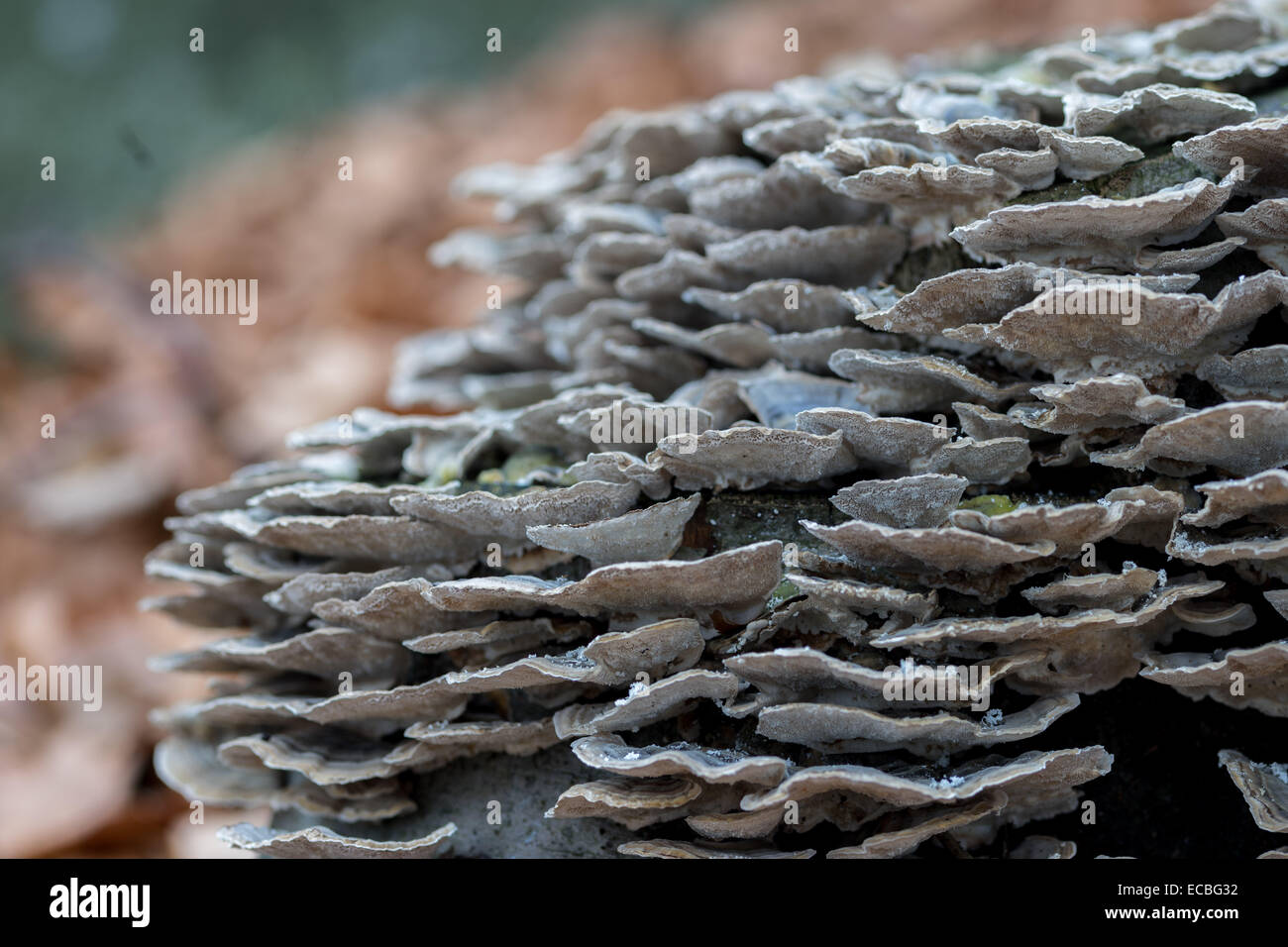 Reichlich Pilze wachsen auf dem alten Baumstumpf Stockfoto