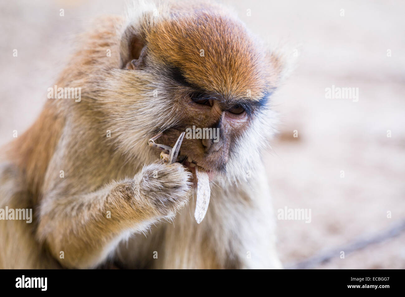 Affe Der Insekt Isst Stockfotos Und Bilder Kaufen Alamy
