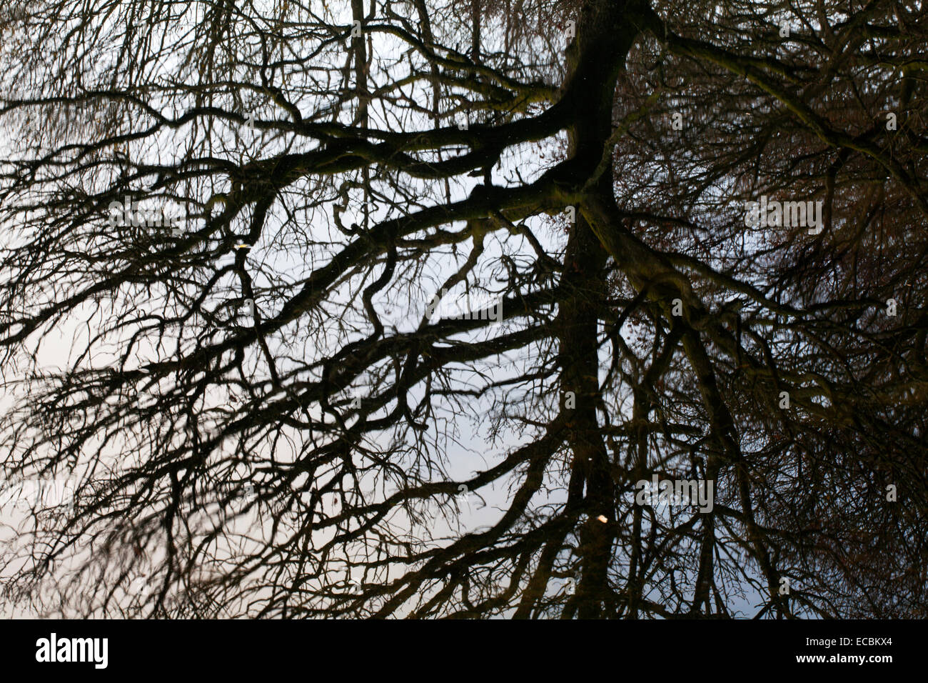 Winter Baum spiegelt sich in Guisecliff Tarn in der Nähe von Pateley Bridge North Yorkshire England Stockfoto