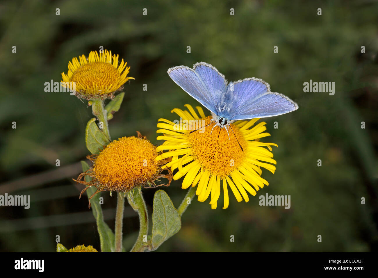 Gemeinsamen Blue Butterfly (Polyommatus Icarus) Männchen ernähren sich von gemeinsamen Berufkraut (Pulicaria Dysenterica) Blume in Wiese Cheshire UK Stockfoto