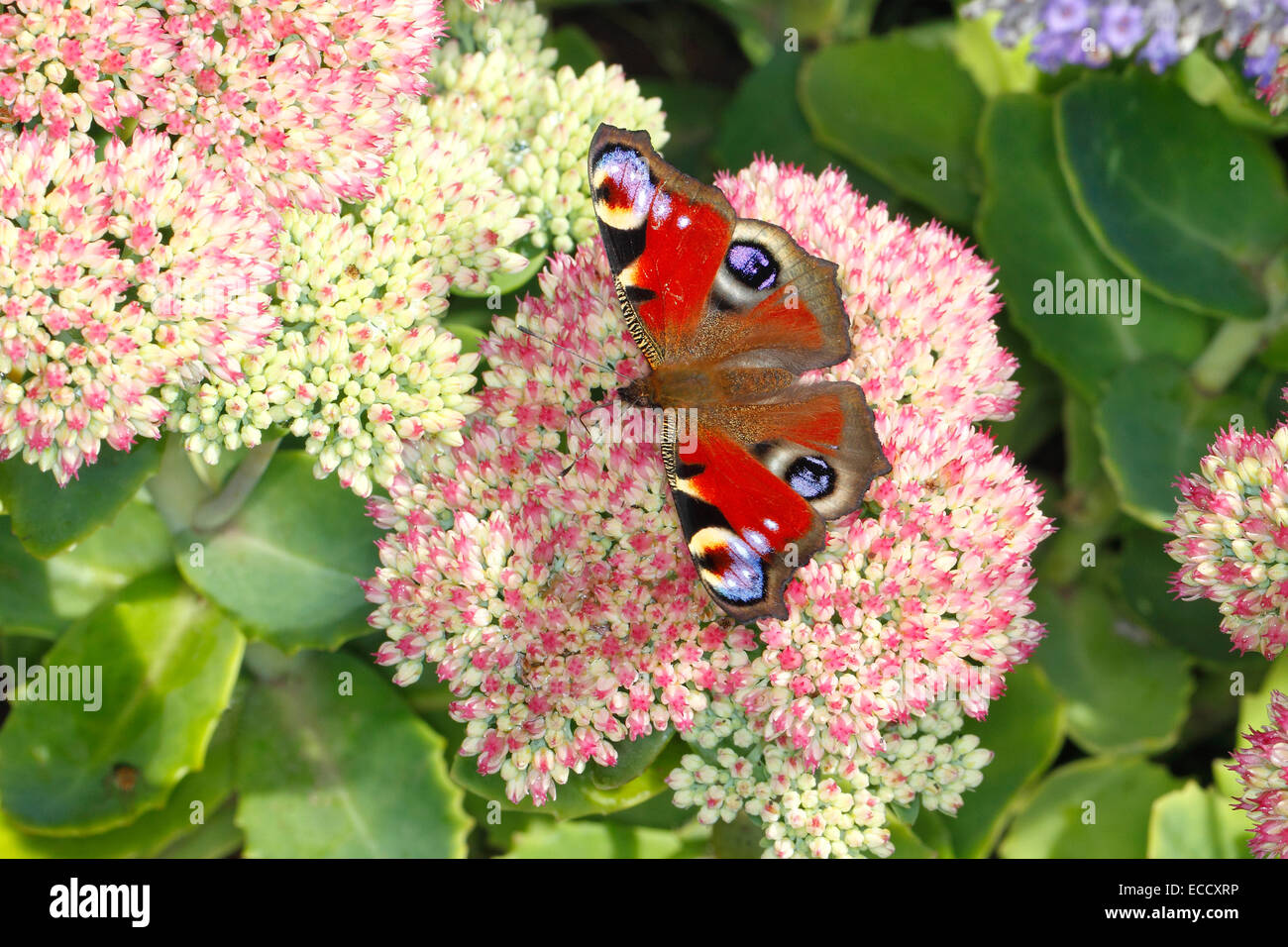 Tagpfauenauge (Inachia Io) Fütterung auf Sedum Blumen im Garten Cheshire UK August 2567 Stockfoto