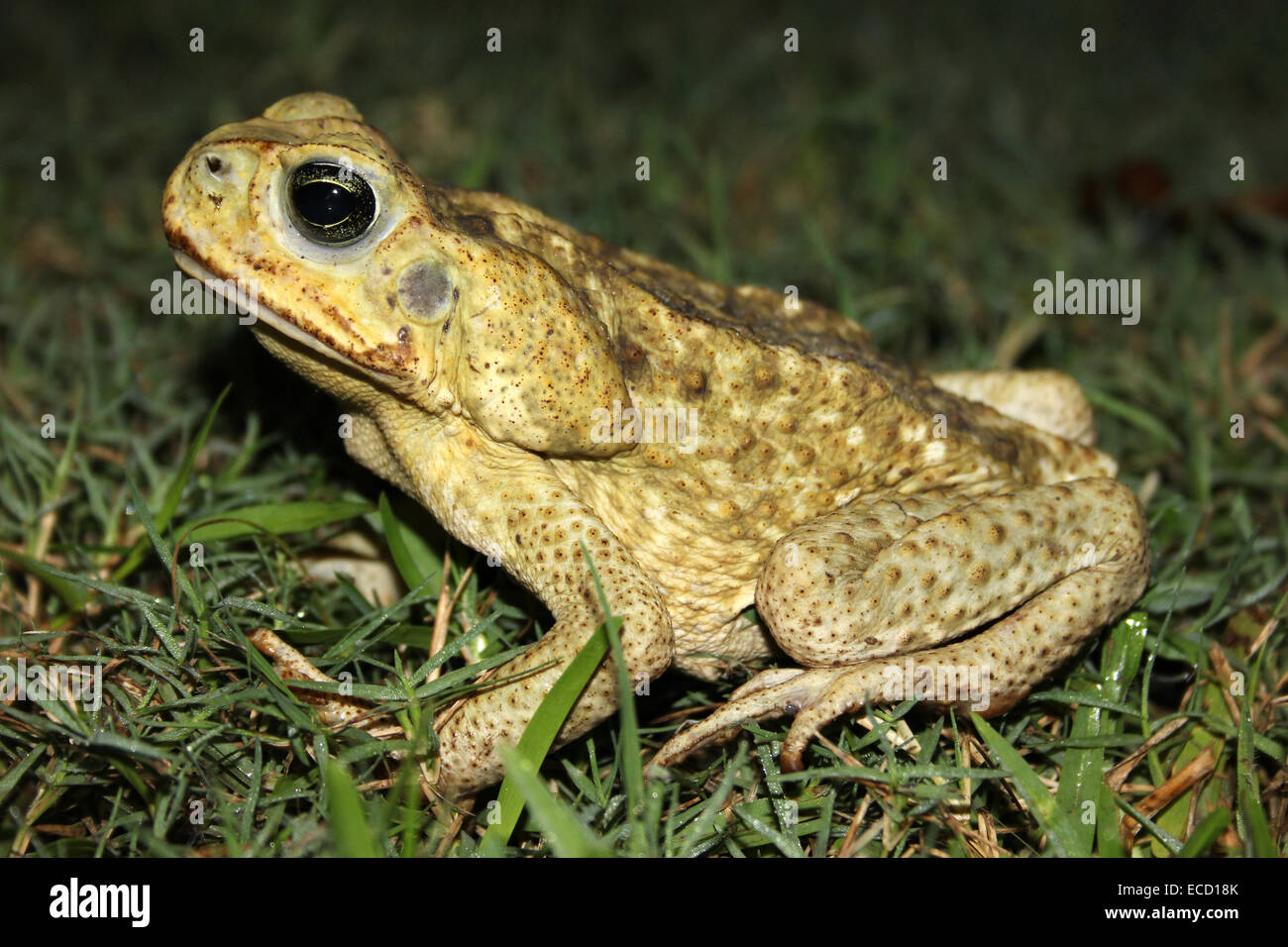 Cane Toad Rhinella Marina früher Bufo marinus - weiblich Stockfoto