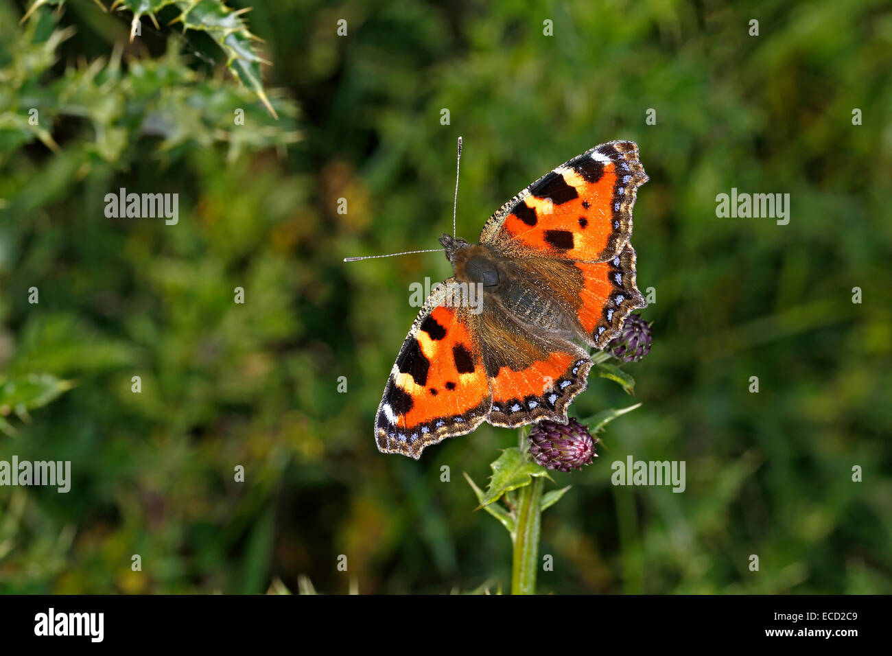 Kleiner Schildpatt Schmetterling (Aglais Urticae) ernähren sich von Creeping Thistle (Cirsium Arvense) auf Wiese Cheshire UK September Stockfoto