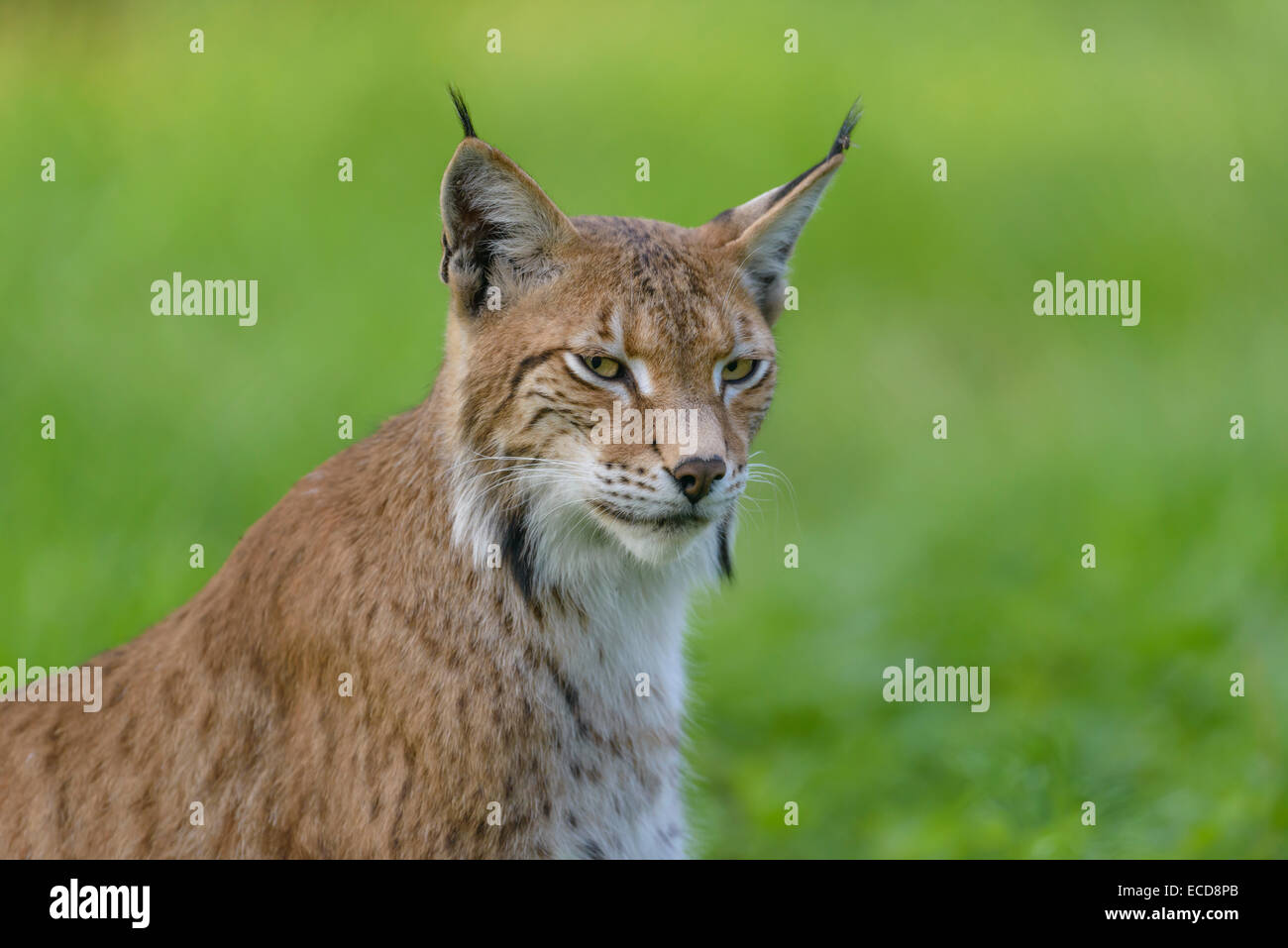 Eurasischer Luchs Lynx Lynx Lynx Stockfoto