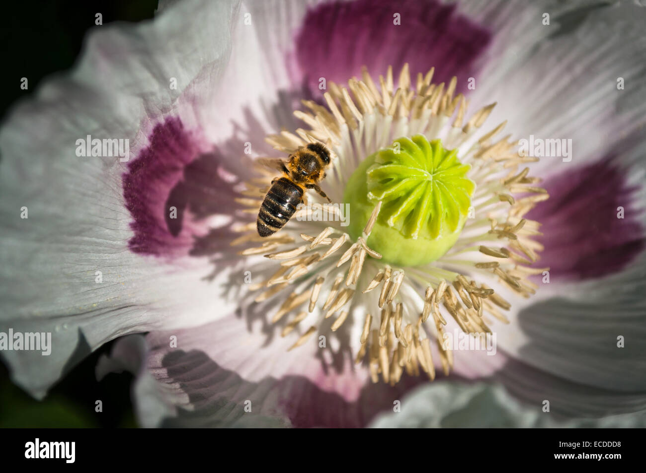 Biene, die Landung auf einer wunderschönen Blume, Pollen zu holen Stockfoto