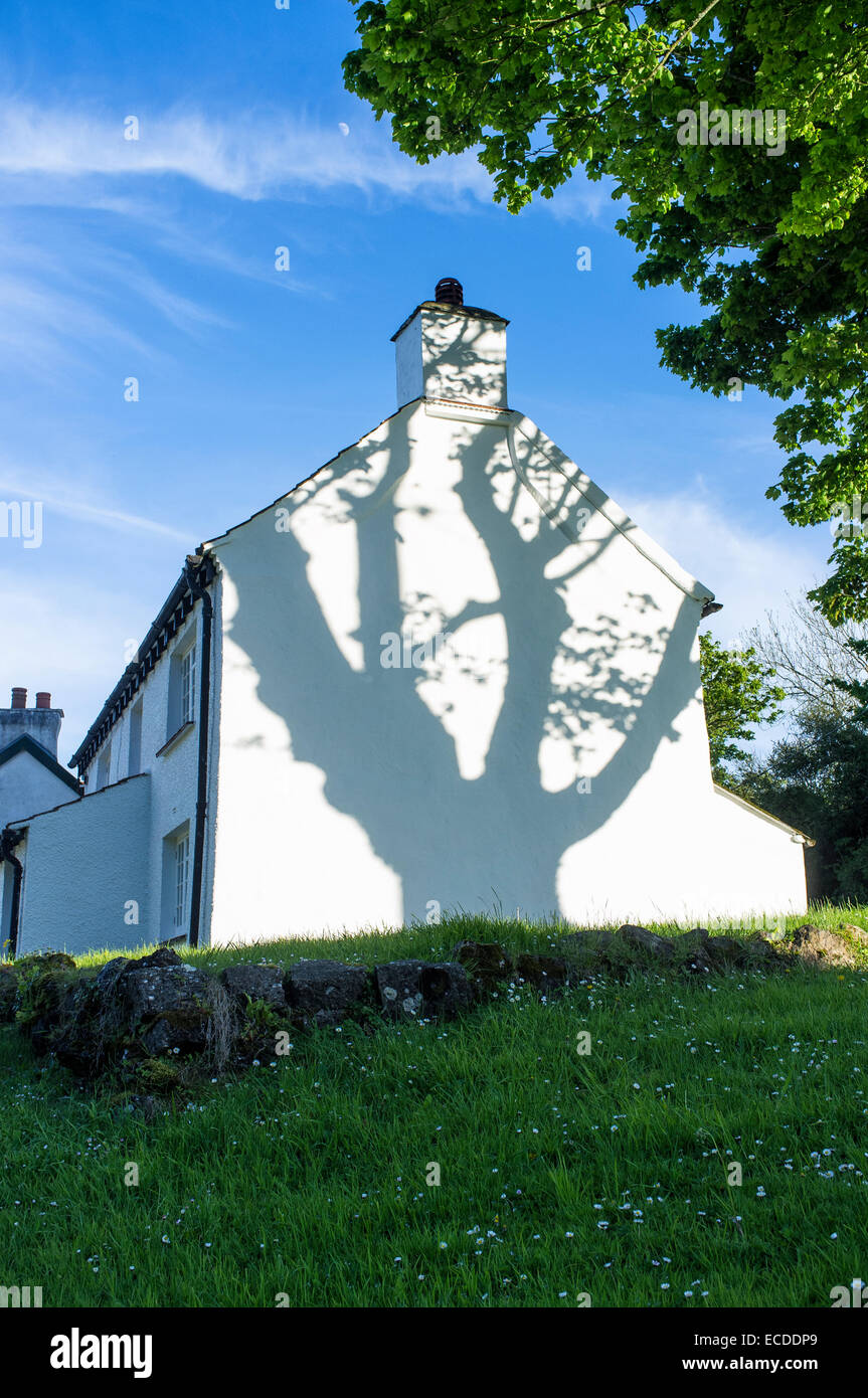 Schatten eines Baumes auf der Giebelseite des weiß getünchten Häuschen Penrice Dorf Gower Wales Stockfoto