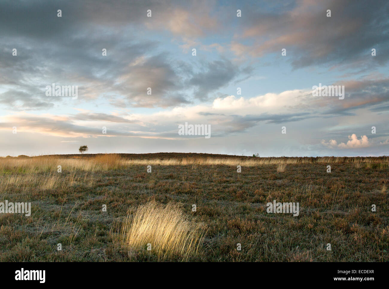 Die letzte Glut des Sonnenuntergangs einen dramatischen Himmel im Herbst Cannock Chase Bereich der hervorragenden natürlichen Schönheit Mitarbeiter produzieren Stockfoto