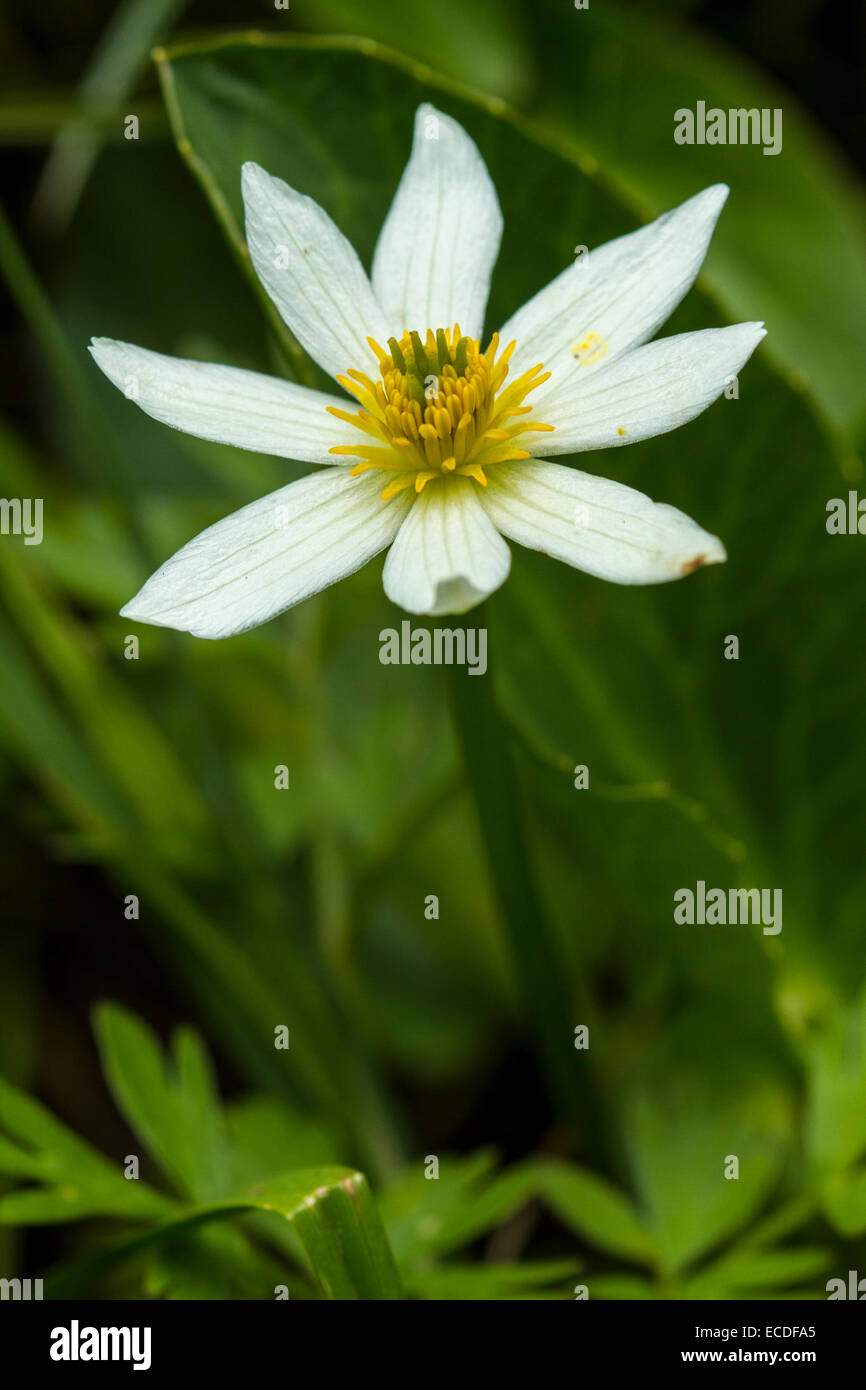 Die Caltha leptosepala (Caltha leptosepala) befindet sich im Rocky Mountain National Park und lebt in Feuchtgebieten. Diese blühende Pflanze trägt zur Artenvielfalt des Parks bei und verleiht der alpinen Landschaft jahreszeitliche Farbe. Stockfoto