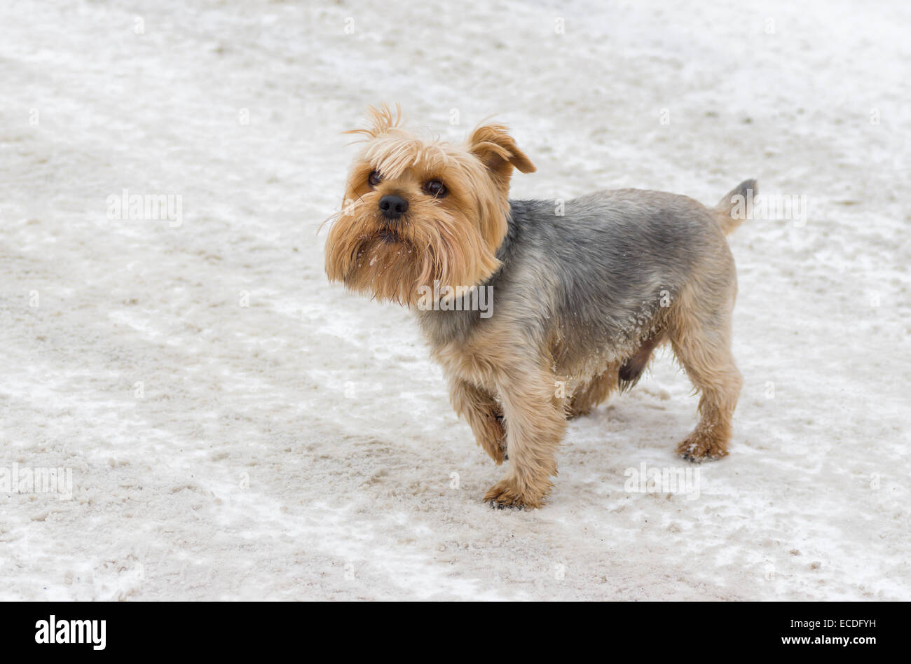 Porträt der niedlichen Norfolk Terrier auf dem Schnee Stockfoto
