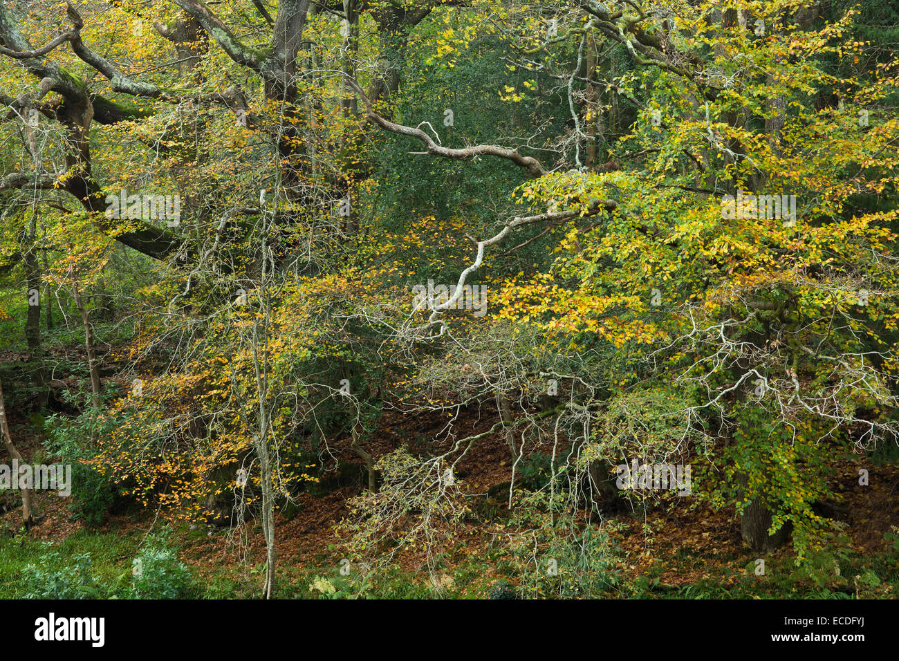 Herbstfärbung von Eiche und Buche Bäume im Gwydyr Wald Snowdonia National Park Gwynedd North Wales UK Stockfoto