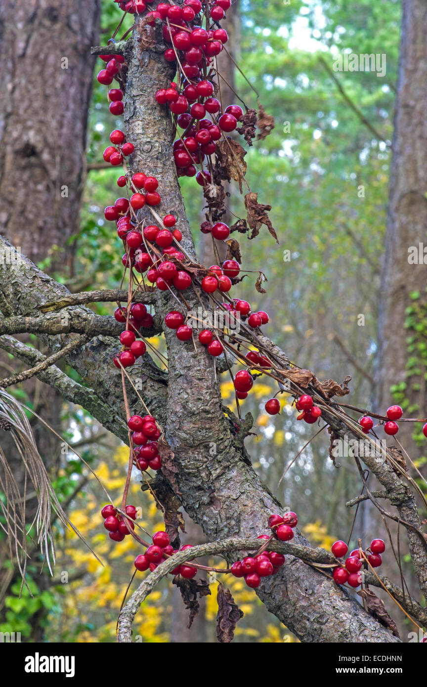 Schwarz-Zaunrübe. Giftige Beeren in Hecken und Holz Kanten Stockfoto