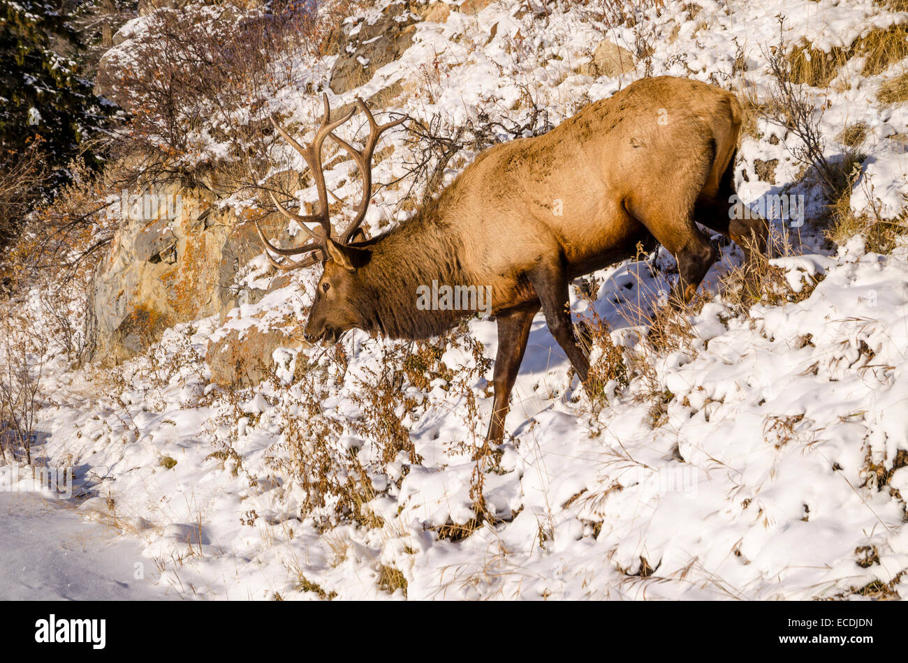 Bull elk, Winter, Banff National Park, Kanada Stockfoto