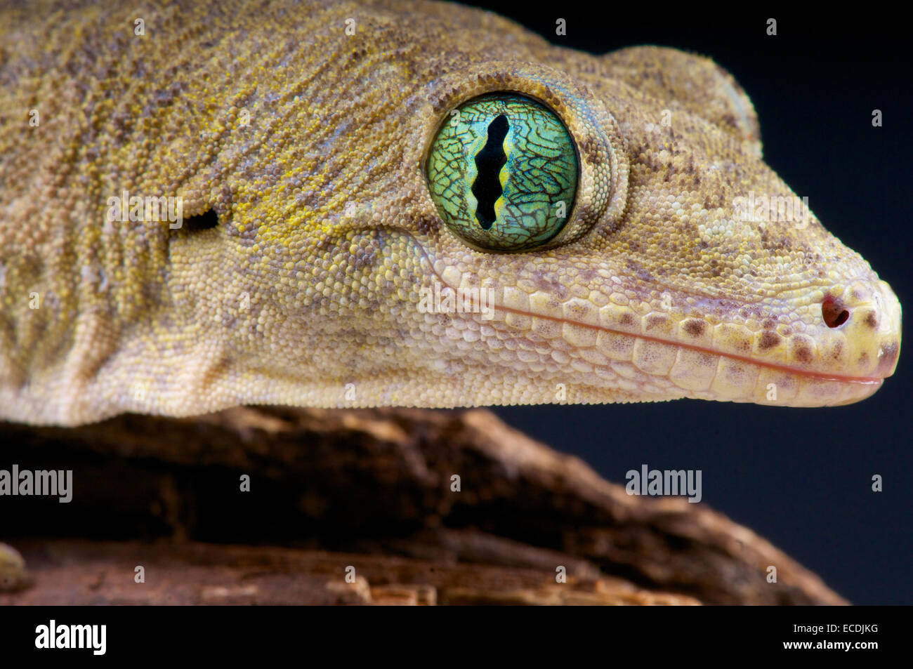 Riesen Gecko Halmahera / Gehyra Marginata Stockfoto