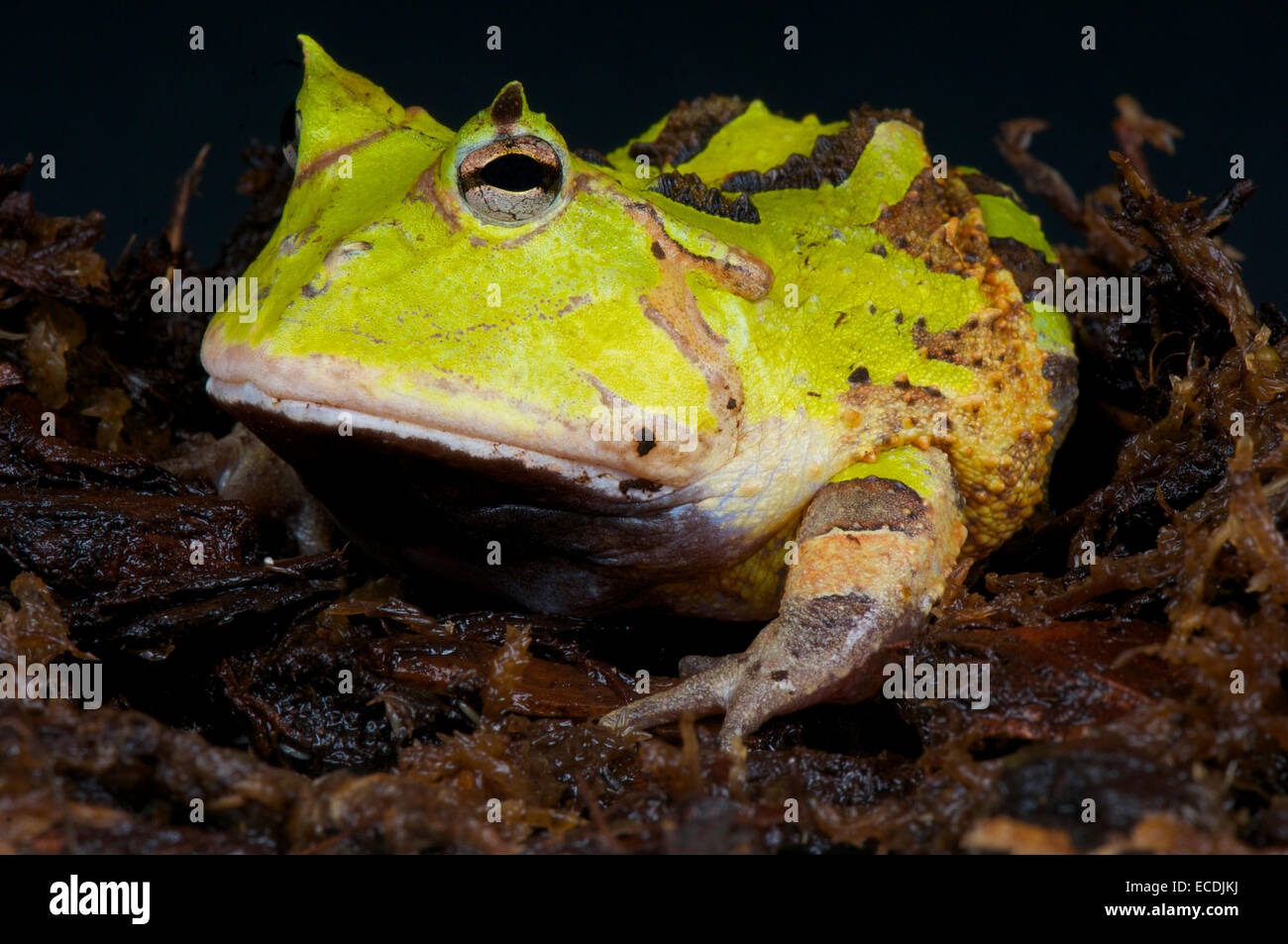 Gehörnte Frosch / Ceratophrys Cornuta Stockfoto