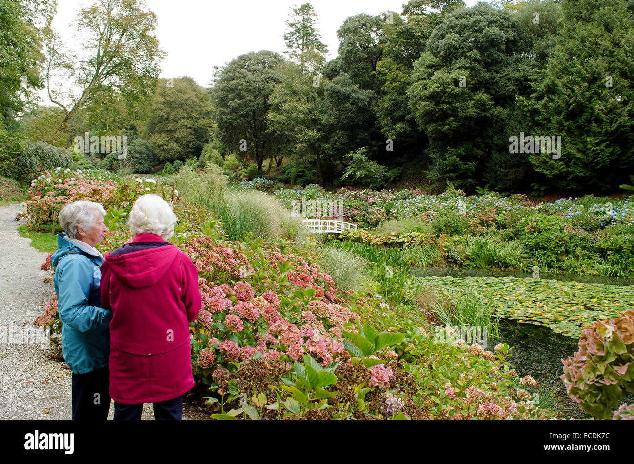 Besucher bewundern die frühen Herbstfarben im Trebah Gardens in der Nähe von Mawnan Smith in Cornwall, Großbritannien Stockfoto