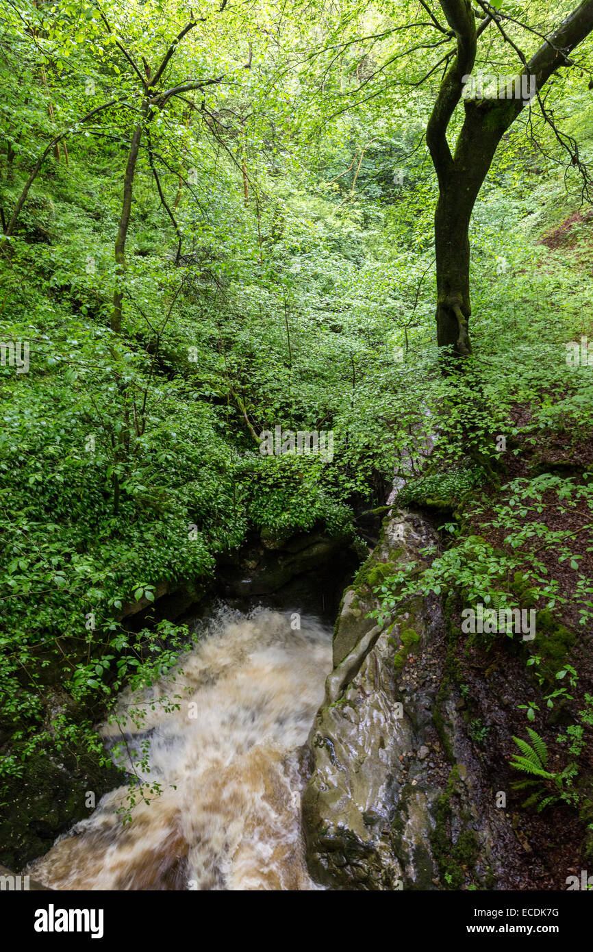 Fluss Clydach durch Buchenwälder, Clydach Schlucht, Wales, UK Stockfoto