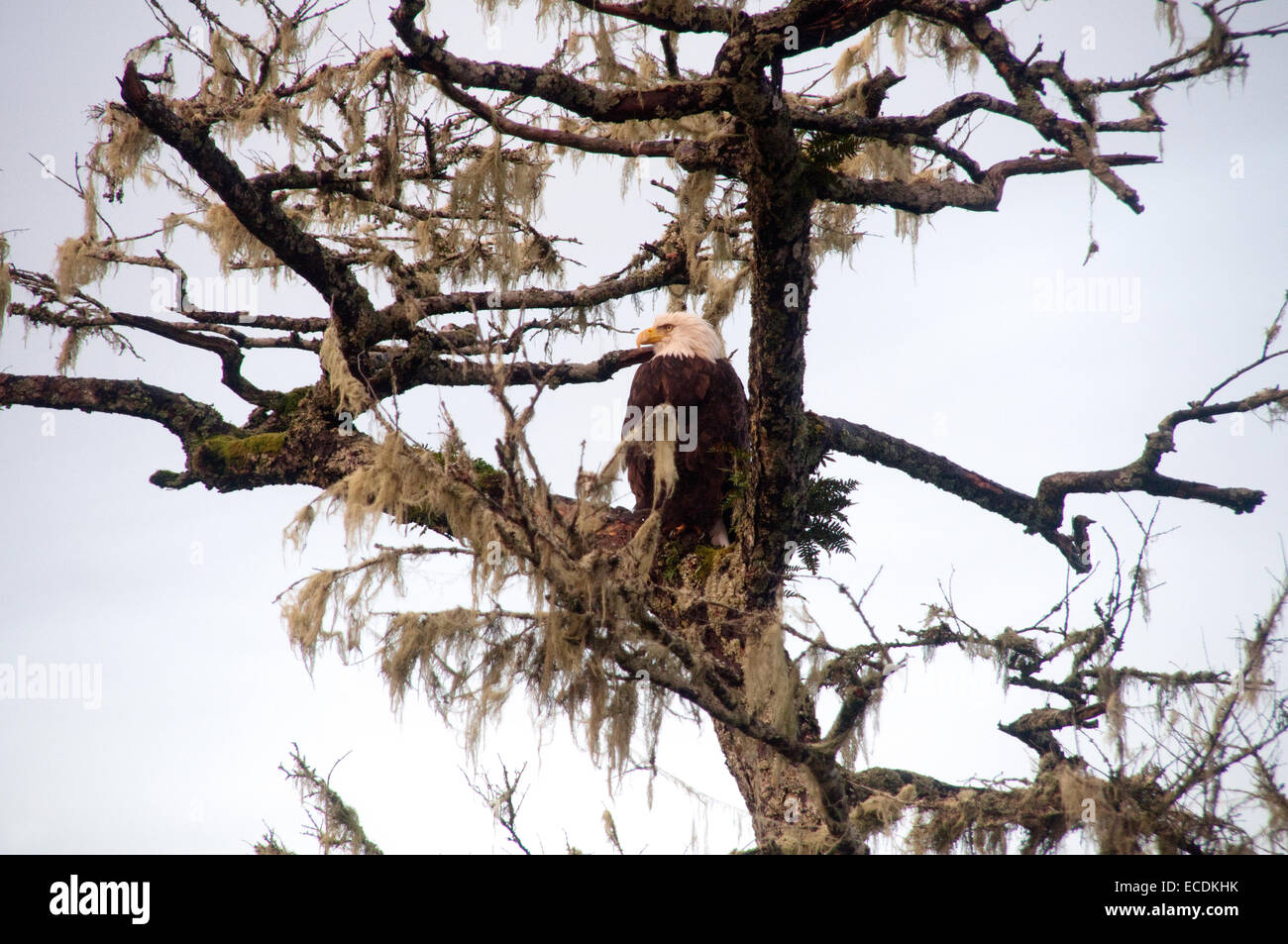 Ein Weißkopfseeadler thronte auf Denny Island, im Great Bear Rainforest, an der Central Coast von British Columbia, Kanada, in einem Flechtenbaum. Stockfoto