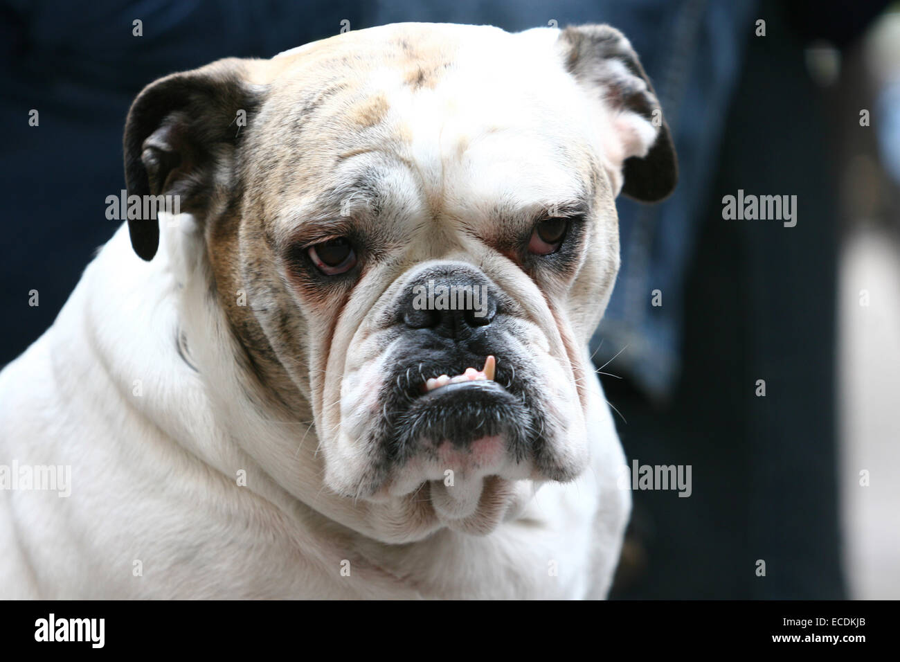 Eine Nahaufnahme von einem alten Bulldog mit sichtbaren Eckzähne. Stockfoto