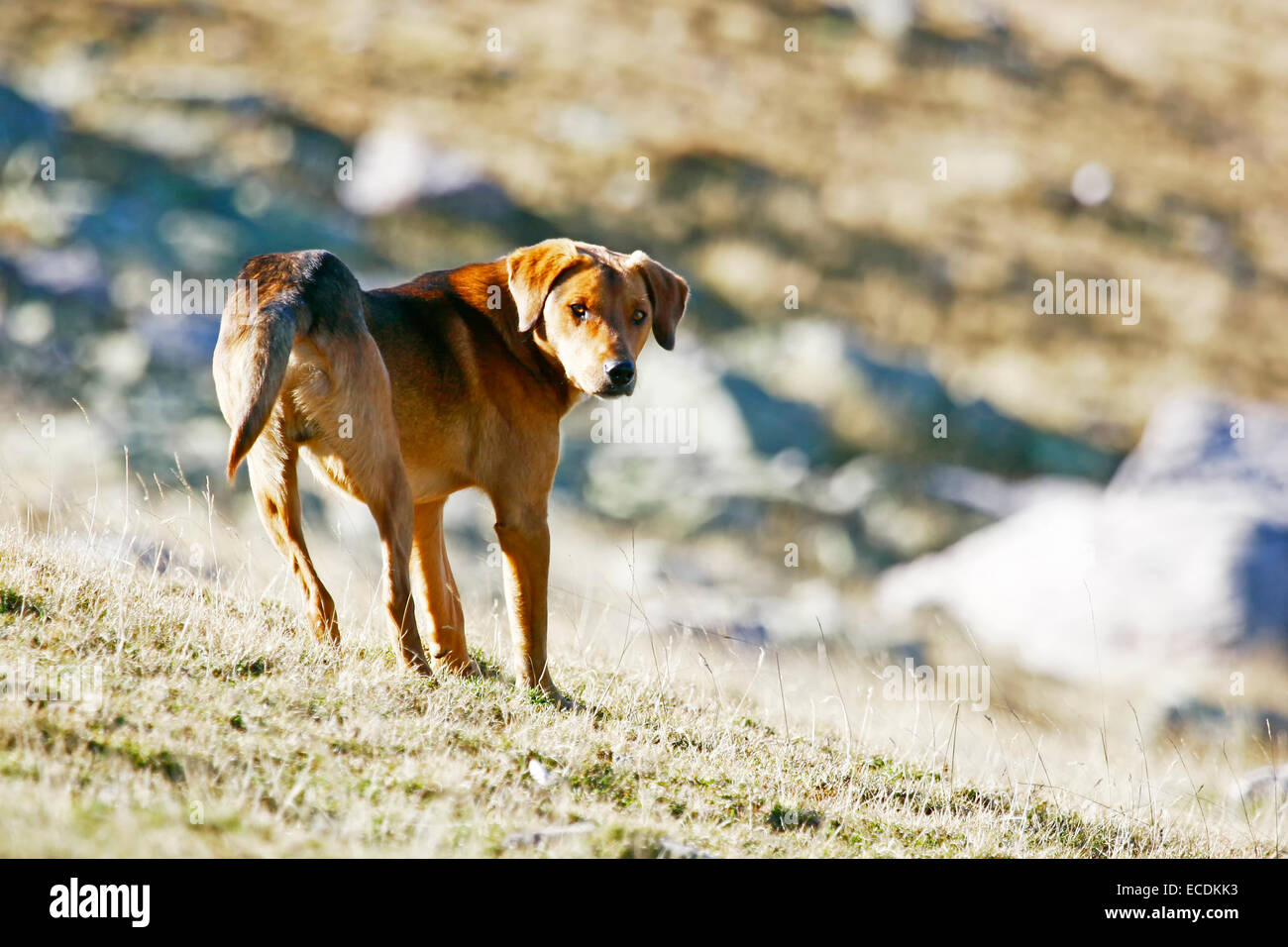 Eine halbe züchten Hund stehen im Feld und in die Kamera schaut. Stockfoto