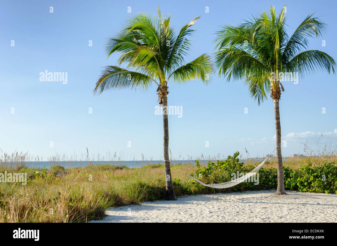 Hängematte in der Handfläche nahe am tropischen Strand Stockfoto