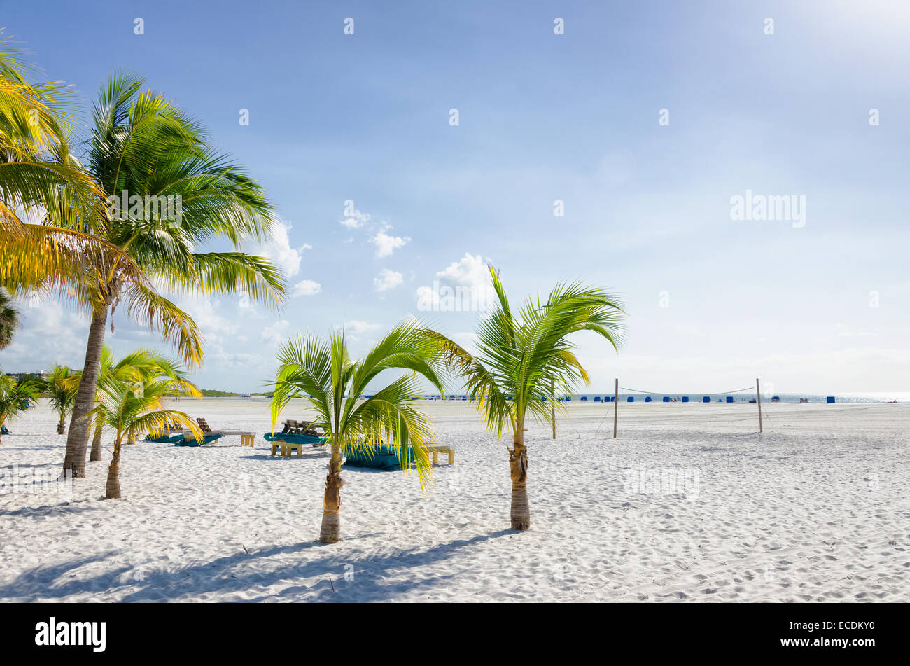 Kokospalmen nahe dem Strand Stockfoto