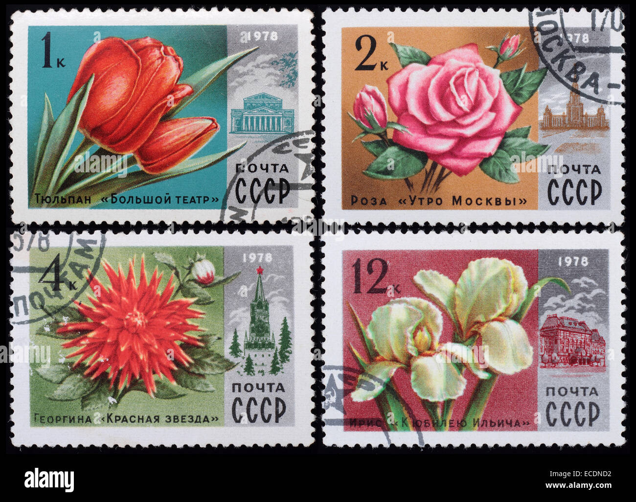 UdSSR - circa 1978: eine Briefmarke gedruckt im sowjetischen zeigt Bild von Blumen, Serie Blumen, ca. 1978. Stockfoto