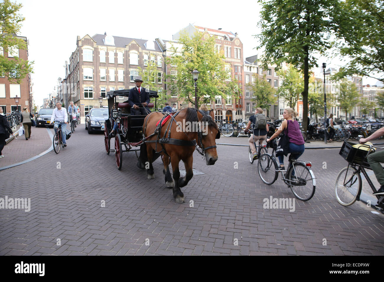 Pferd Kutsche Holland Amsterdam Stockfoto