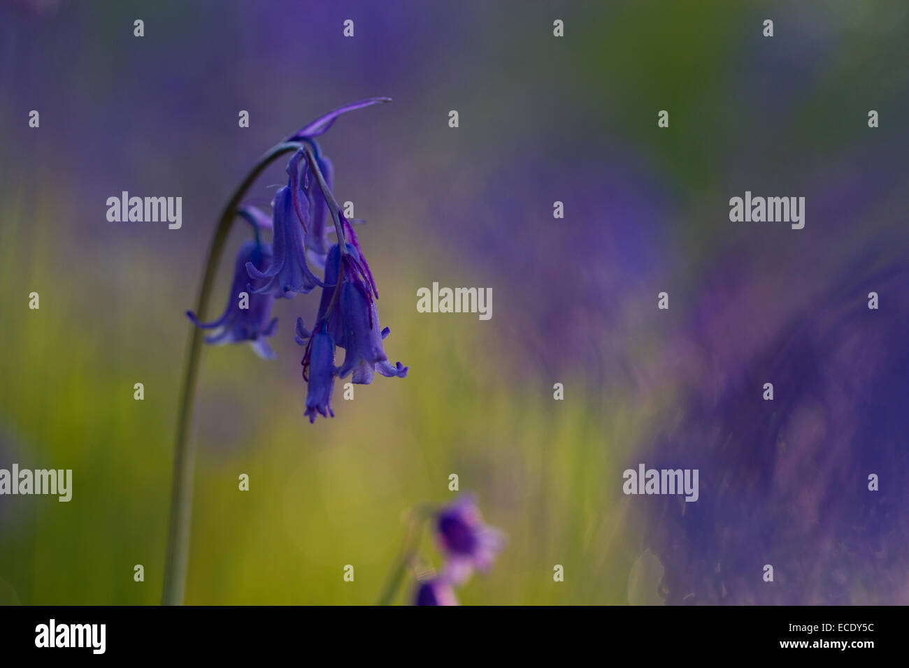 Bluebell (Hyacinthoides non-Scripta) Blüte. Powys, Wales. Mai. Stockfoto