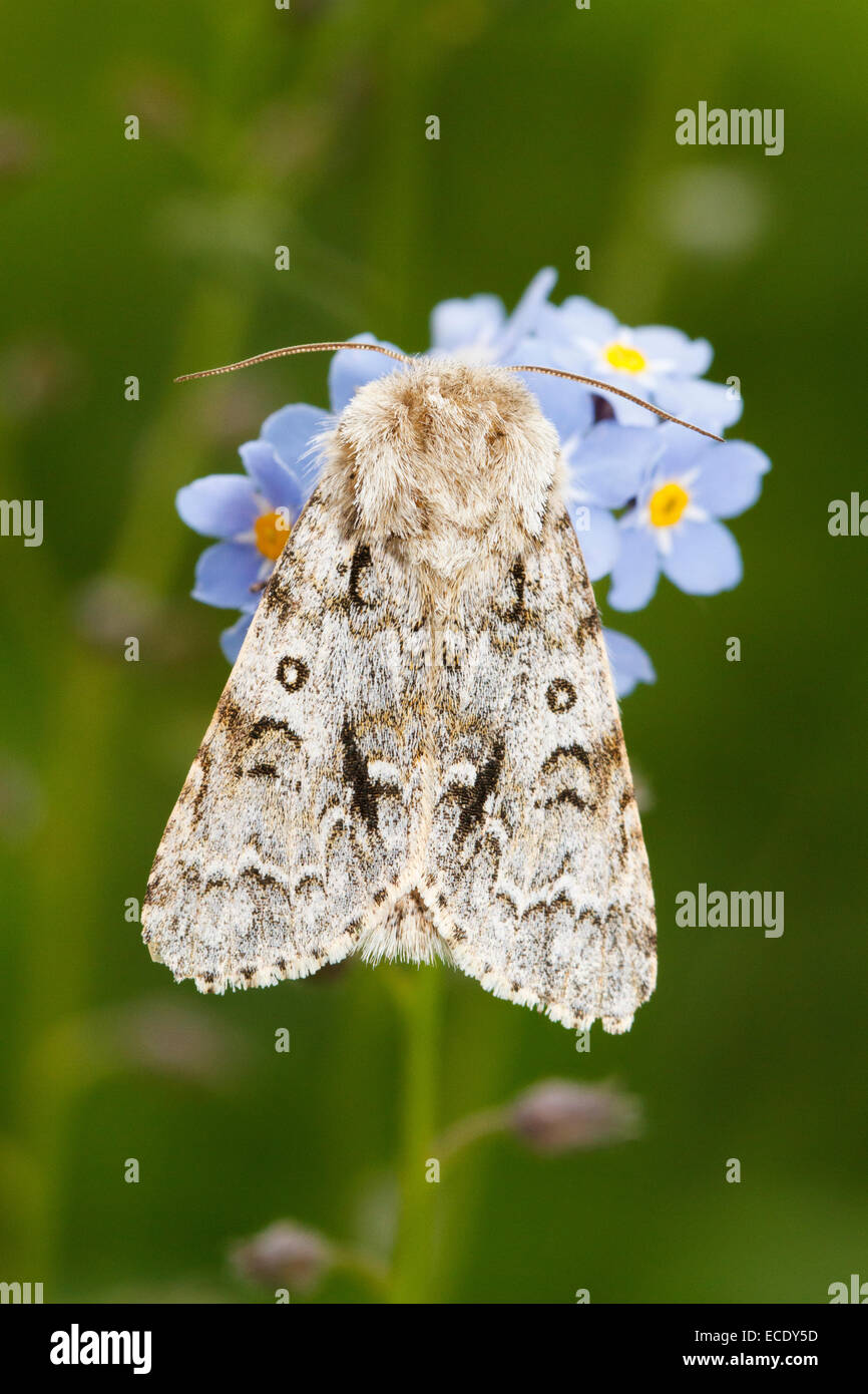 Leichte Knot Grass Moth (Acronicta Menyanthidis) Erwachsene. Powys, Wales. Mai. Stockfoto