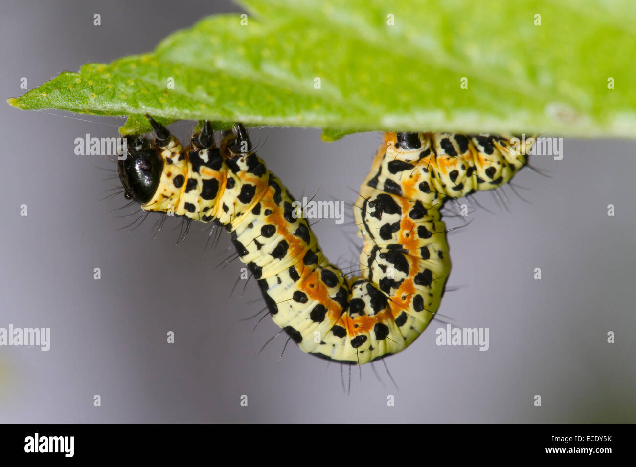Elster Motte (Abraxas Grossulariata) Larve auf einem Blackcurrent Blatt. Powys, Wales. Mai. Stockfoto