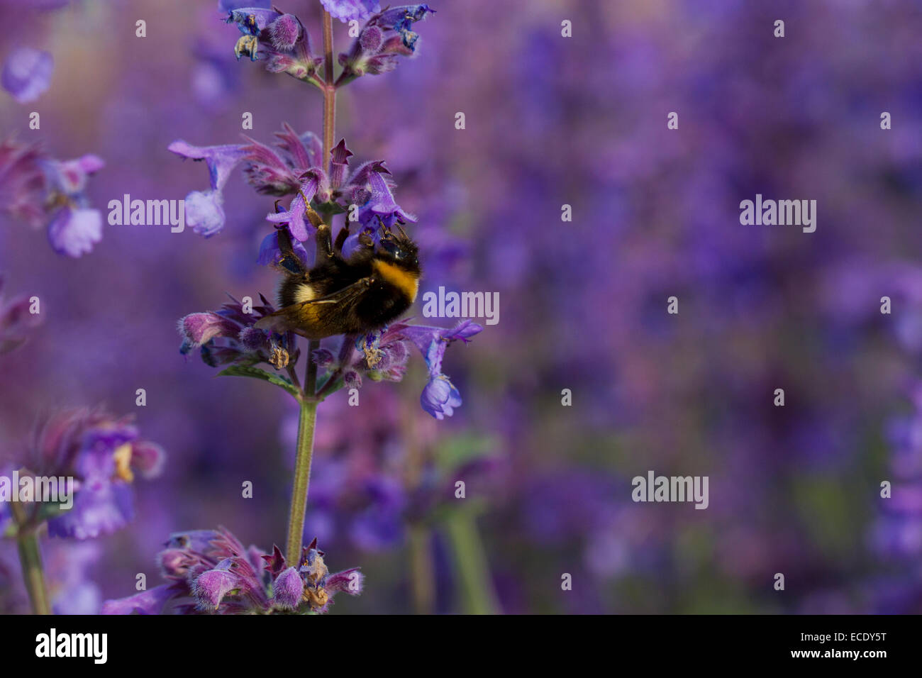 Hummel (Bombus Lucorum/Terrestris) Arbeitskraft ernähren sich von Salvia in einem Garten. Somerset, England. Juni. Stockfoto