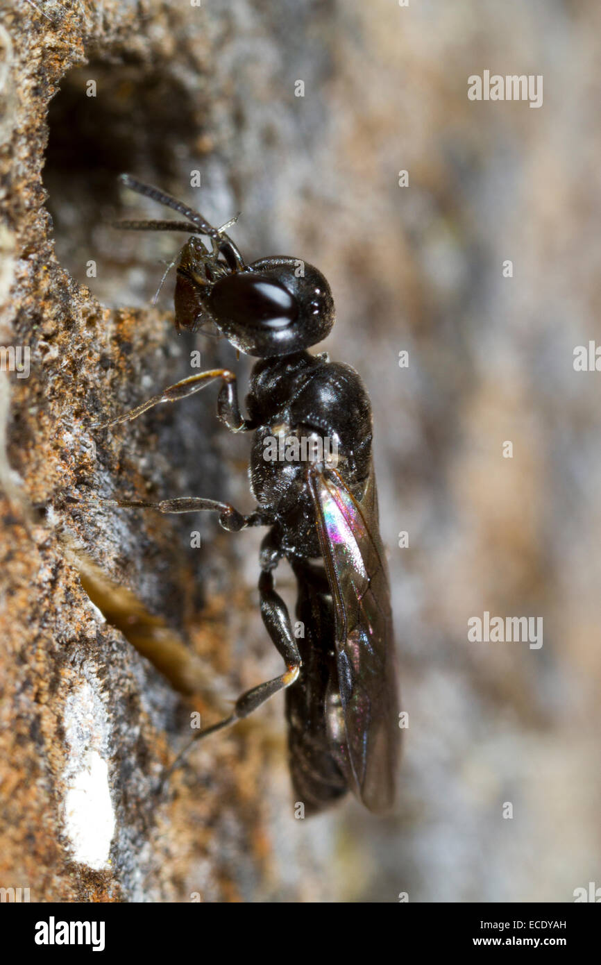 Blattlaus Wasp (Passaloecus SP.) am Nesteingang mit einer Blattlaus Beute weiblich. Powys, Wales. Juni. Stockfoto