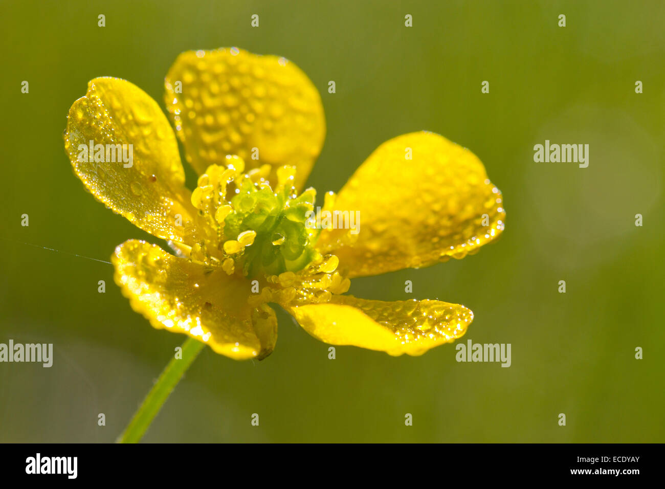 Wiese Hahnenfuß (Ranunculus Acris) Blume. Powys, Wales. Juni. Stockfoto