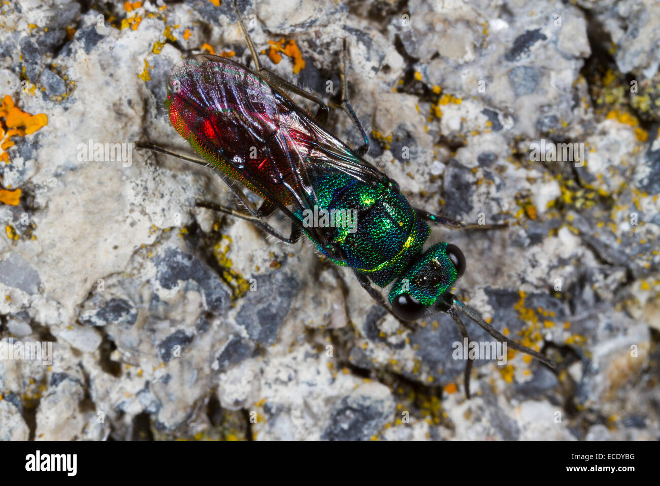 Rubin-tailed Wasp (Chrysis Ignita) erwachsenes Weibchen an einer Wand. Powys, Wales. Juni. Stockfoto