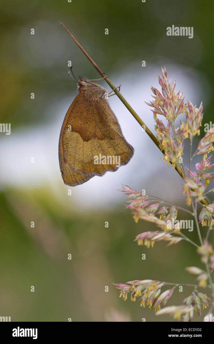 Wiese Brauner Schmetterling (Maniola Jurtina) Erwachsenen. Powys, Wales. Juni. Stockfoto