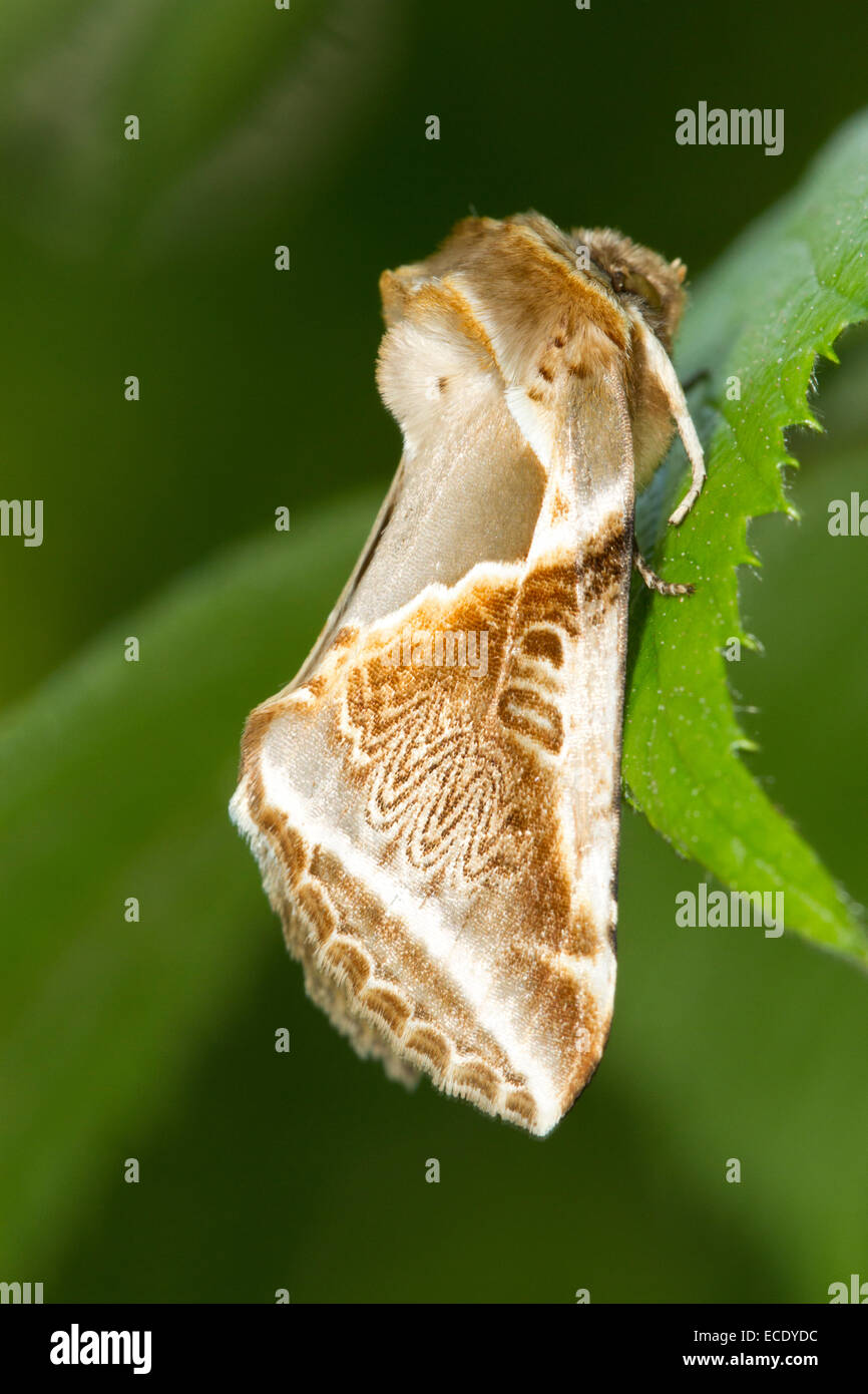 Buff Bögen Motte (Habrosyne Pyritoides). Powys, Wales. Juli. Stockfoto