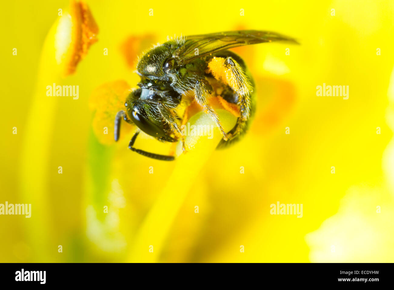 Gemeinsamen grünen Furche-Biene (Früchte Morio) Weibchen sammeln Pollen in einer Blüte Königskerze (Verbascum SP.) in einem Garten. Stockfoto
